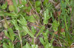 Lewiston cornsalad